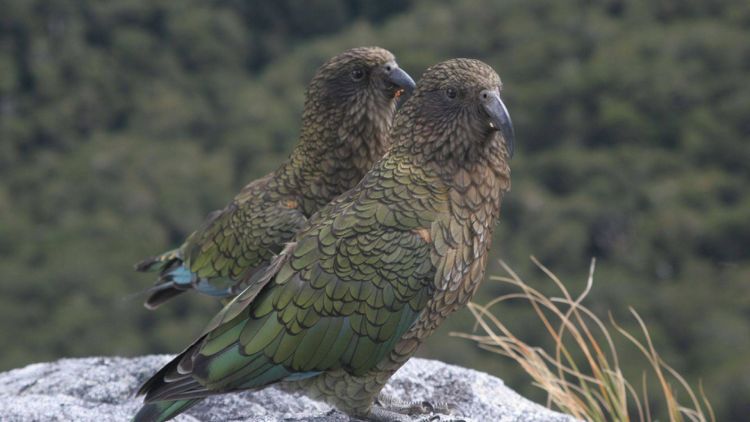 Cheeky Kea of Milford Track