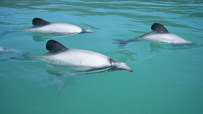 Dolphins at play in Hump Ridge Track