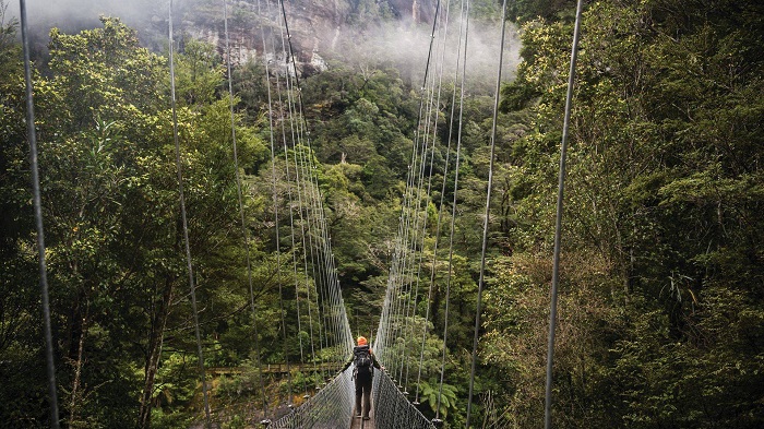 hollyford track kaka parrots forest