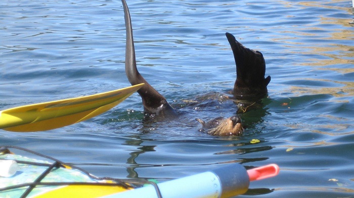 Marine Life of Abel Tasman