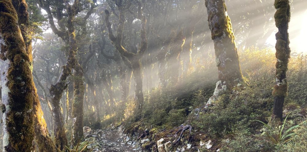 Paparoa track rain forest