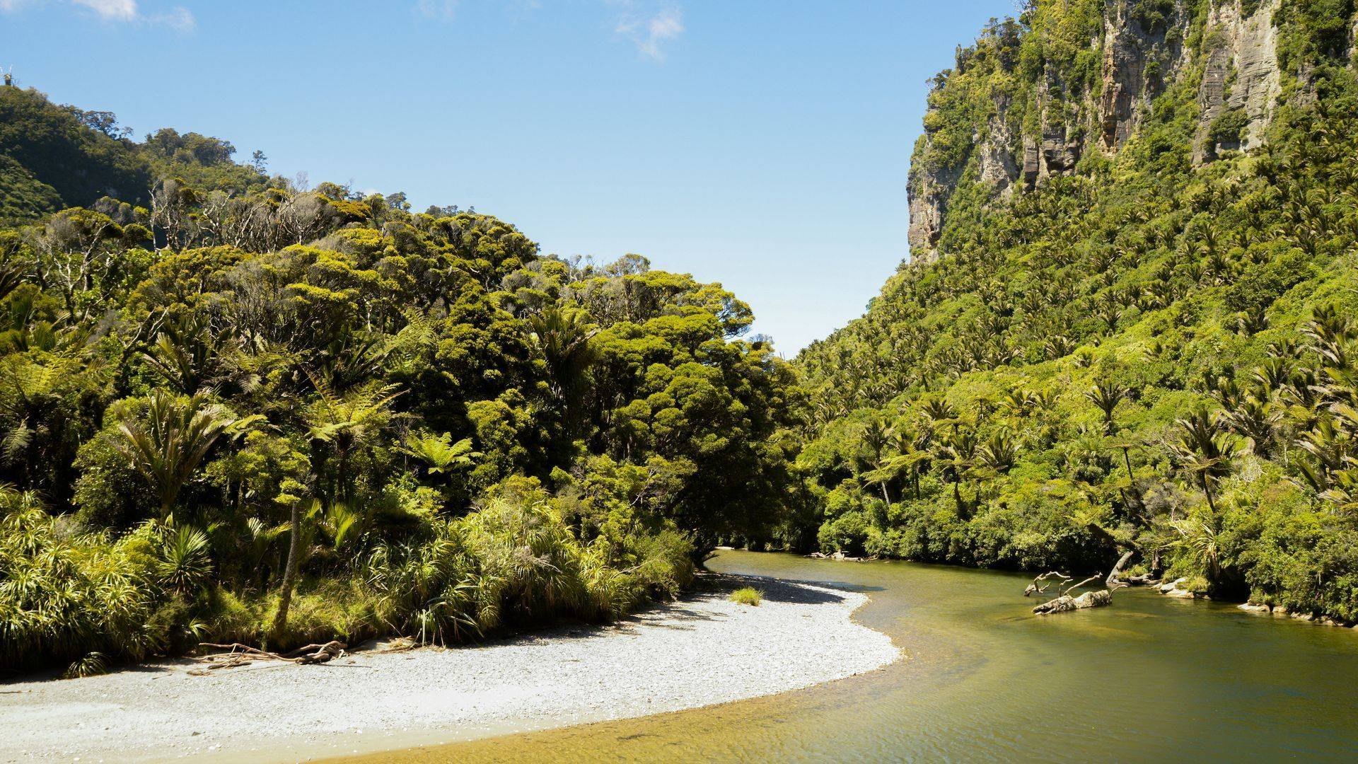 Forested Limestone Bluffs of Paparoa Track