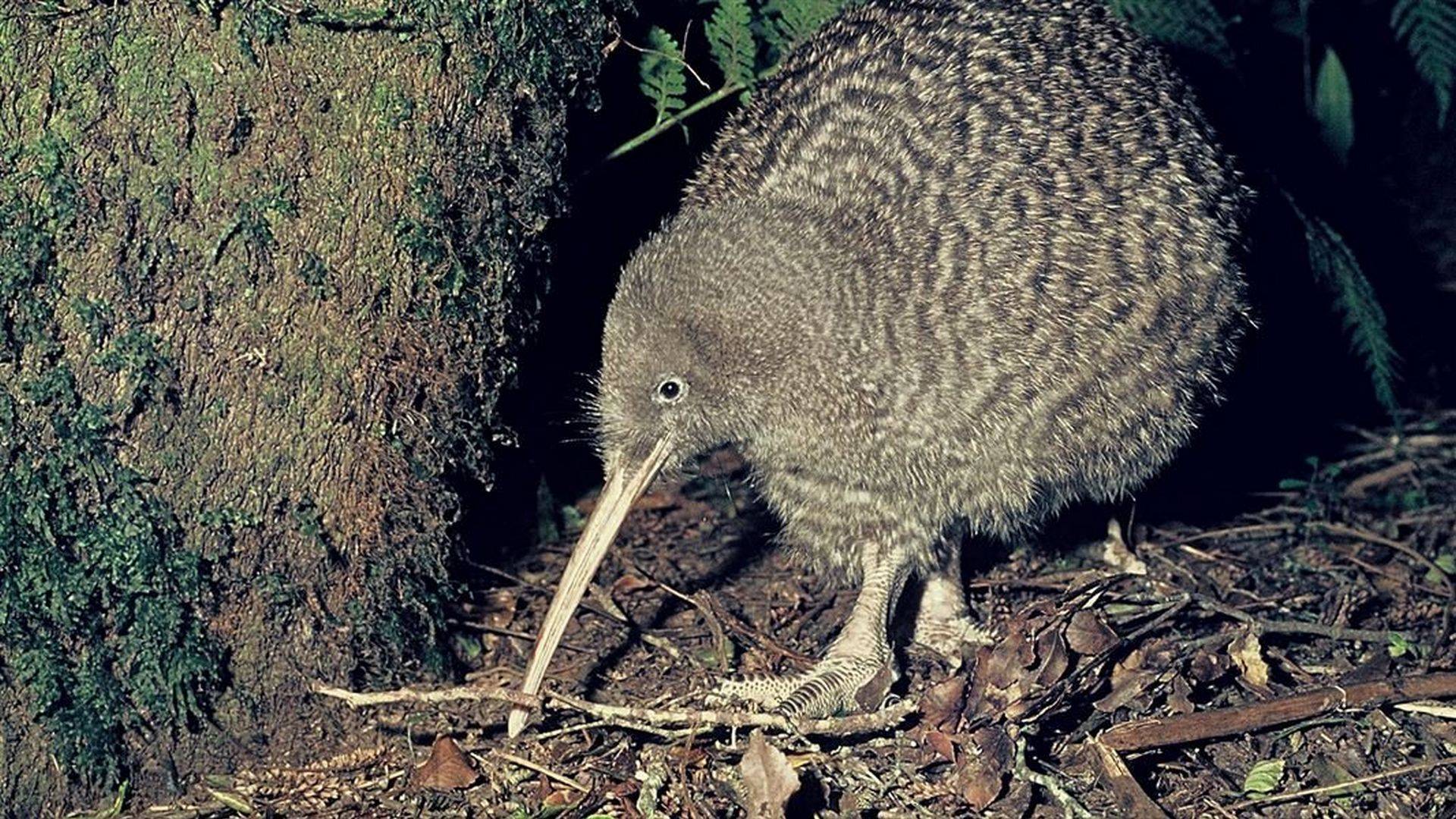 Great Spotted Kiwi/Roroa of Paparoa Track