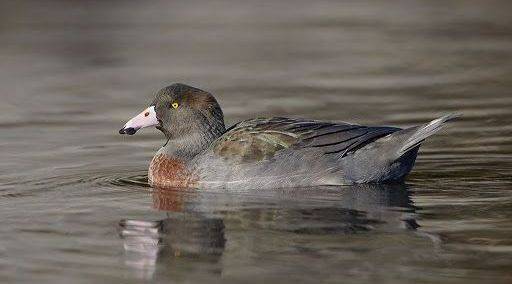 Blue Ducks/Whio of Paparoa Track