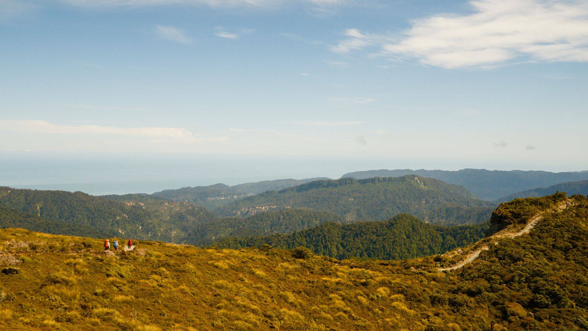 Paparoa Track