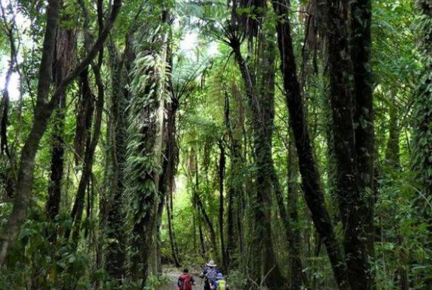 Queen Charlotte Track Five Day Guided Walk