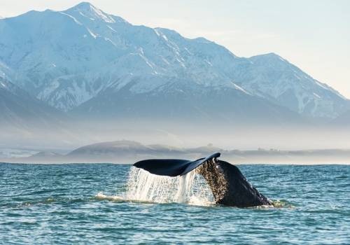 Kaikoura Whale Watching